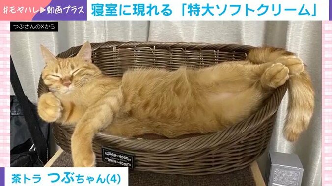 猫のつぶちゃん