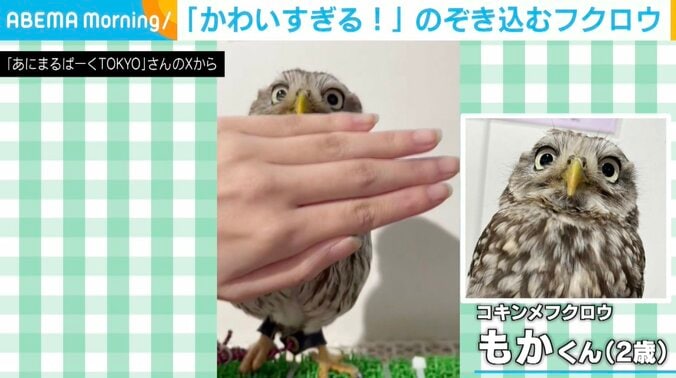 キンメフクロウのもかくん
