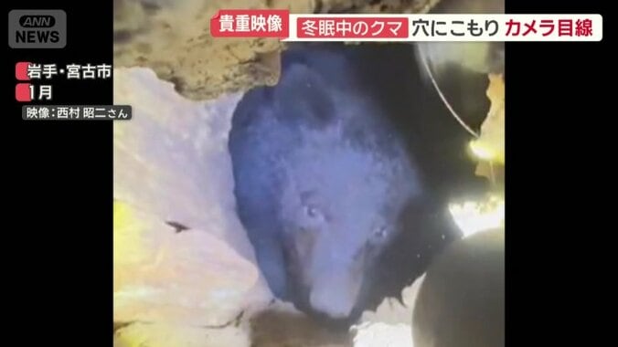 穴の中で身を隠すクマ