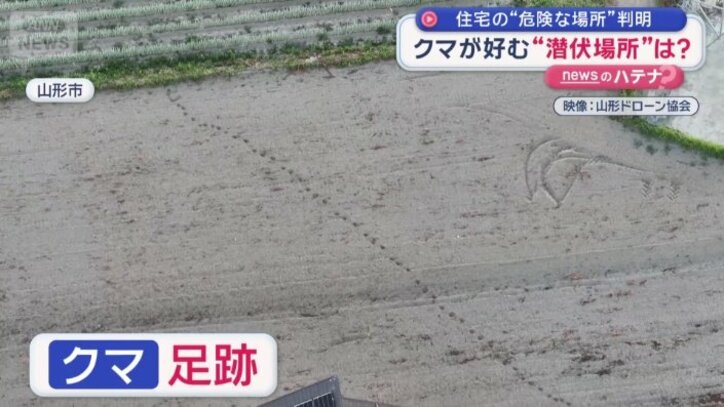 クッキリとクマの足跡