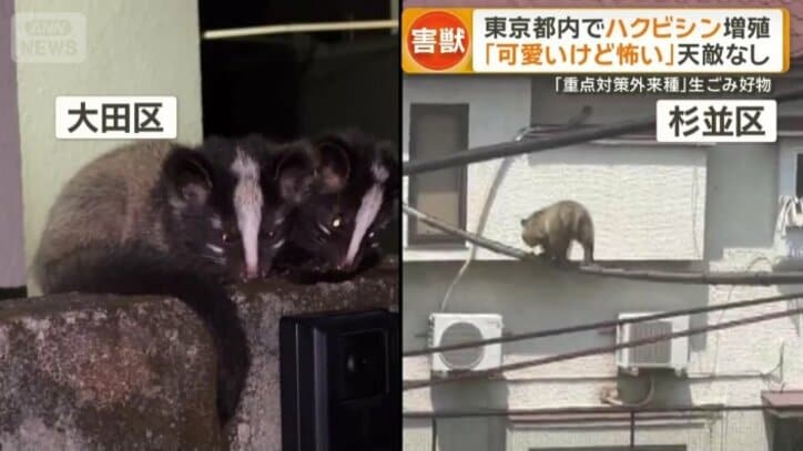 逃げる様子を見せないハクビシン