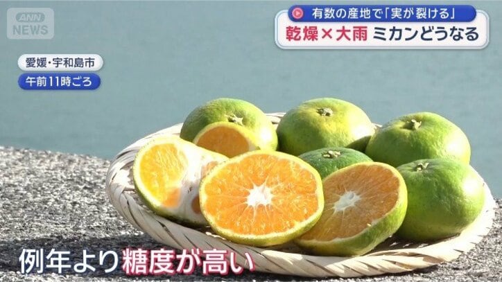 極早生みかん