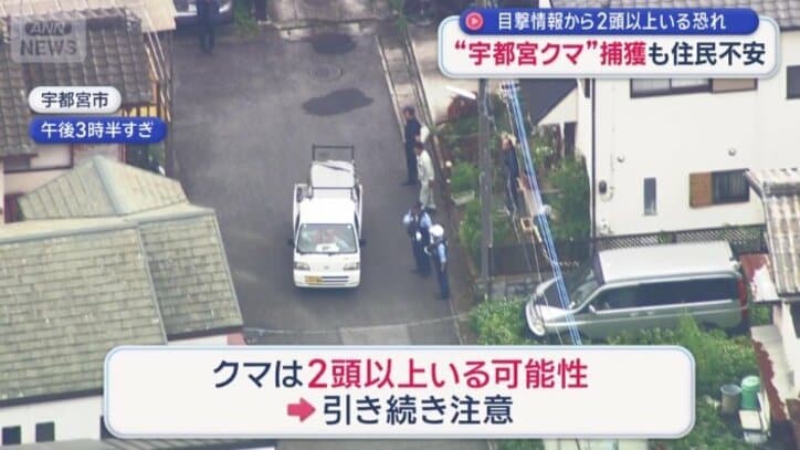 2頭以上いる可能性も