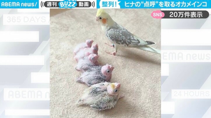 オカメインコ