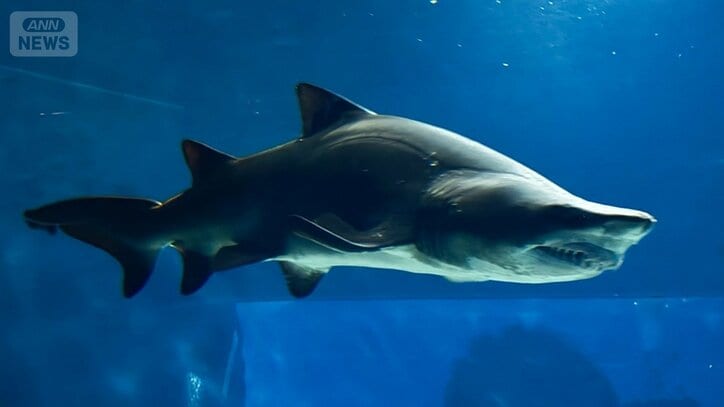 【サメの見分け方】アクアワールド茨城県大洗水族館にいるサメ｢シロワニ｣を見分けよう