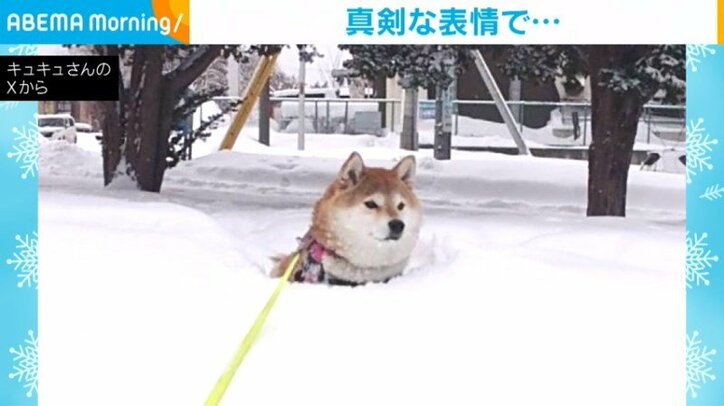 柴犬の九ちゃん(7歳)