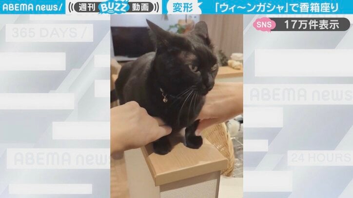 黒猫・ももくん