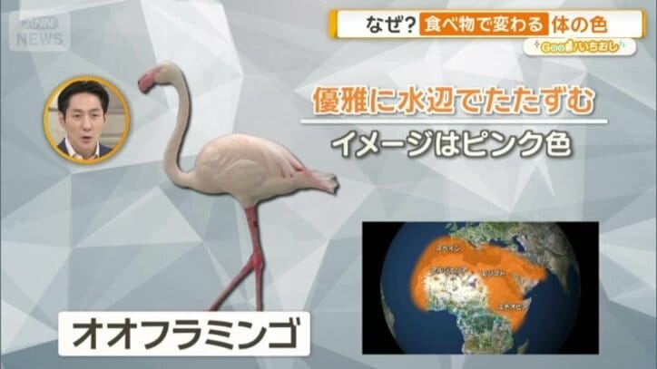 オオフラミンゴ