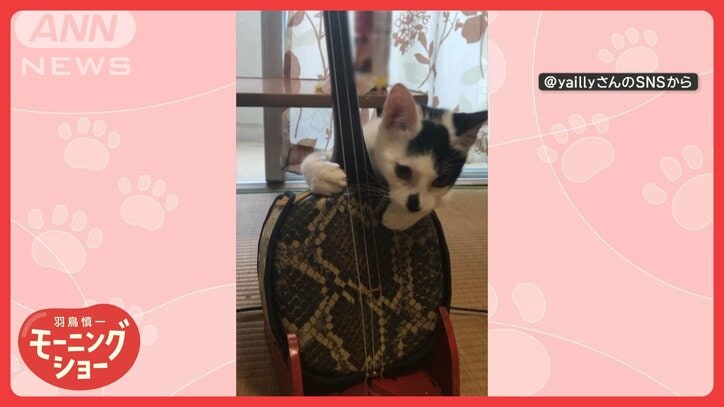 ナゾ行動！三線ワンマンライブするネコちゃん　慣れた手つきで奏でるメロディ