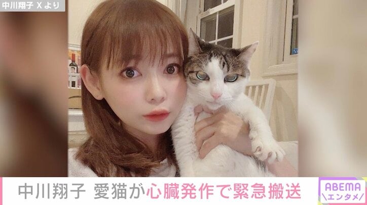 【写真・画像】中川翔子、愛猫が心臓発作で緊急搬送され手術「おうちに早く帰れるよう頑張っている」　1枚目