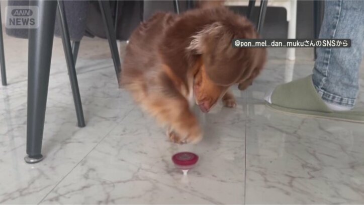 絶対に触らないんだワン