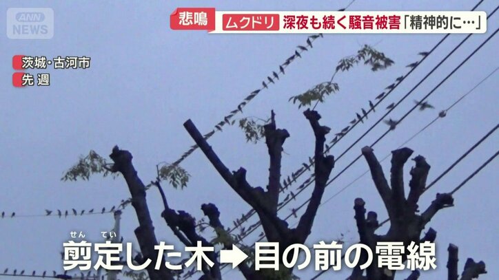 枝を切った木のすぐ目の前にある電線に移動