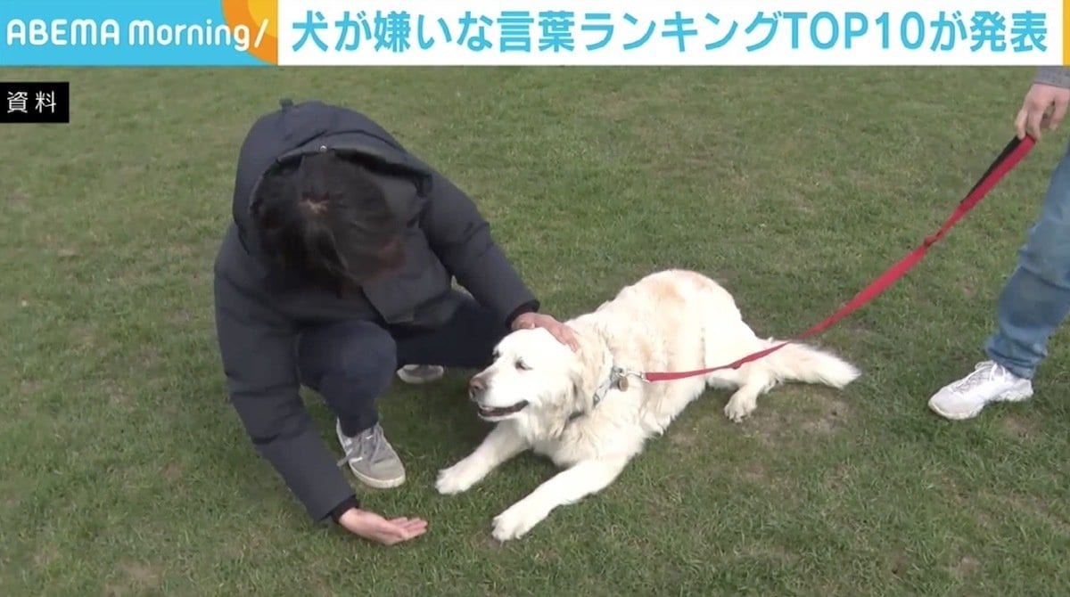 飼い主が仕事に行く時にワンちゃんがバタッと倒れたが 後に仮病だとわかって 犬が嫌いな言葉ランキング が発表 国内 Abema Times