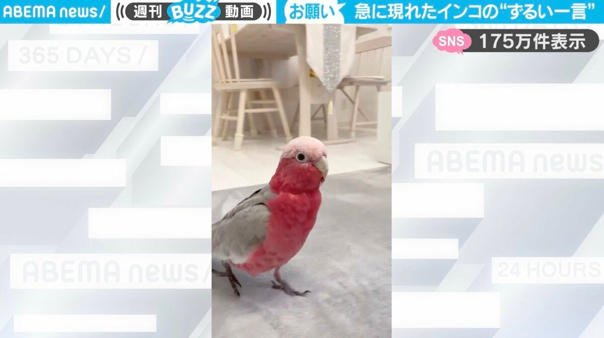 急に現れたインコが“ずるい一言”を言う姿に「いくらでも遊んじゃう