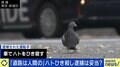 ハト1羽ひき殺して逮捕・拘束は妥当? 正当性に疑問呈する弁護士「裁判所は“令状自動発券機”だ」