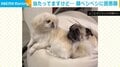 妹犬の“執拗なイタズラ”に耐える姉 当たってますけど…の困惑顔に「顔を見合わすとこかわゆい」「可愛すぎて涙止まらない」と爆笑の声