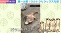 油断大好き!?“完全無防備”なミーアキャット→お腹丸出しで休む“ウルトラリラックス姿”に「警戒心はいずこへ…」「あら可愛い大胆」など反響