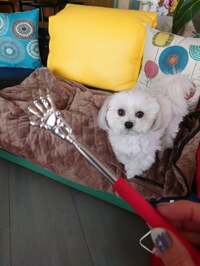 秋野暢子『背中をかいてくれる相棒』