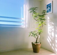 平野ノラ『パパラギちゃんがウチに来た!』