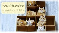 マンチカンズTV ~もふもふニャンコ合戦~ | AbemaTV