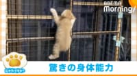 【映像】見事なクライミングを見せる子猫