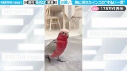 急に現れたインコが“ずるい一言”を言う姿に「いくらでも遊んじゃう〜！」「可愛い！癒されるわ」と反響