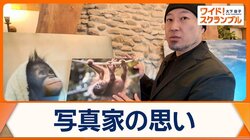 絶滅危機のオランウータン　背景にパーム油農園拡大　現状伝え支援する写真家を取材