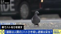 ハト1羽ひき殺して逮捕・拘束は妥当？ 正当性に疑問呈する弁護士「裁判所は“令状自動発券機”だ」