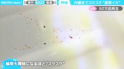 目と内臓以外は“スケスケ” 深海イカの貴重映像「ファンタジーの生き物」驚きの声