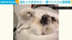 妹犬の“執拗なイタズラ”に耐える姉 当たってますけど…の困惑顔に「顔を見合わすとこかわゆい」「可愛すぎて涙止まらない」と爆笑の声