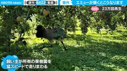 “爆速”すぎるエミューが話題 飼い主の果樹園を疾走する姿に「全身から喜びがあふれている」の声も