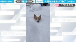 「除雪犬ですね！ｗ」札幌の大雪をかき分け“泳ぐ”コーギーに「えっと〜 溺れていませんかw」「足が短いから大変だ！」と反響