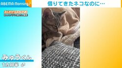 よその家で“爆睡”する居候ネコ 物怖じしない姿に飼い主「少しは遠慮しろよ」