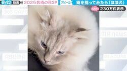 飼ってみたら「ほぼ犬」…猫の“直球アピール”に「語彙力失くすレベルで可愛い…」「しっぽ振らなくても、心はブンブンしてる」