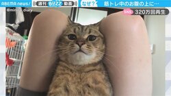 筋トレ中の腹筋に猫が鎮座「足の間に天国を見つけた」猫の珍行動が話題