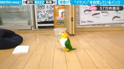 イケメンを自覚しているインコ、飼い主のオリジナルソングにあわせて軽快なリズムを刻む姿がかわいすぎて大反響