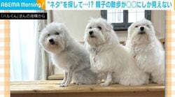 ネタ探し？“シャリ”にしか見えない3匹の犬の散歩が、SNSで大反響！「可愛すぎます…」「ネタ見つかったかなw」