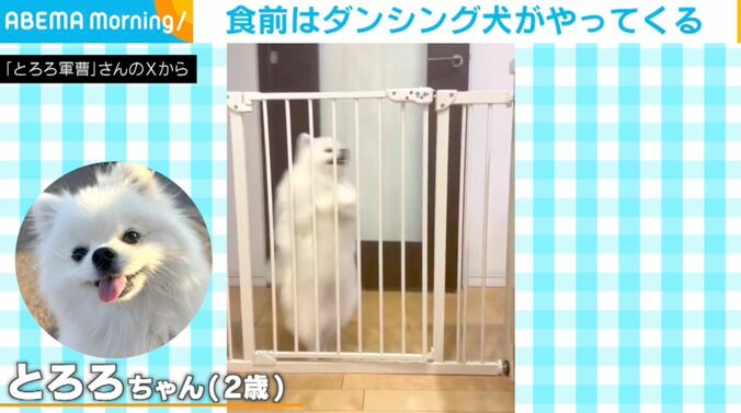 ポメラニアンのとろろちゃん