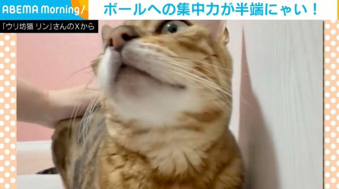 ベンガルのリンちゃん