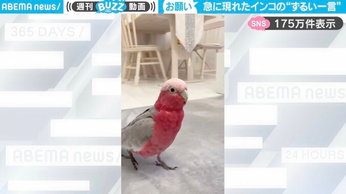 モモイロインコの「みりん」ちゃん