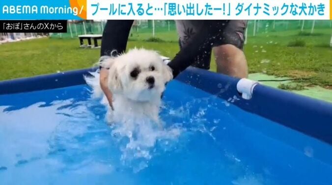 ぽむぽむちゃん