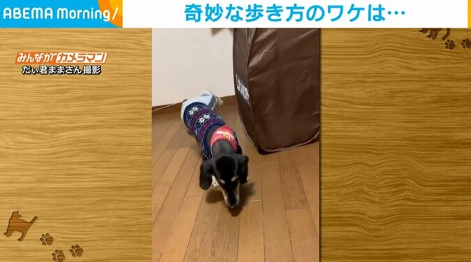 まるでダンス! 初めて洋服を着た犬の“キュートな歩き”に飼い主爆笑 1枚目