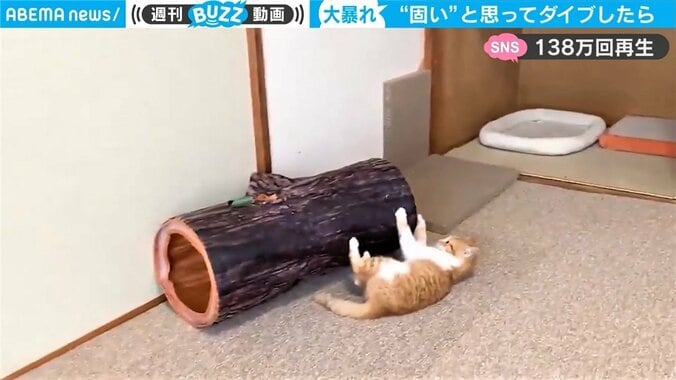 丸太に飛び乗った子猫が派手にコケて“放心状態” 衝撃の事実に「バスの中なのにニヤニヤしてしまった」 1枚目