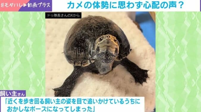 ミシシッピニオイガメ・ぽのちゃん