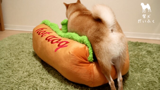 これぞリアルホットドッグ！ 柴犬だいふく「僕もホットドッグになれるかな」 6枚目