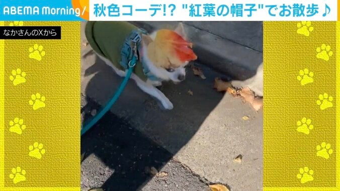 チワワのいずも丸くん