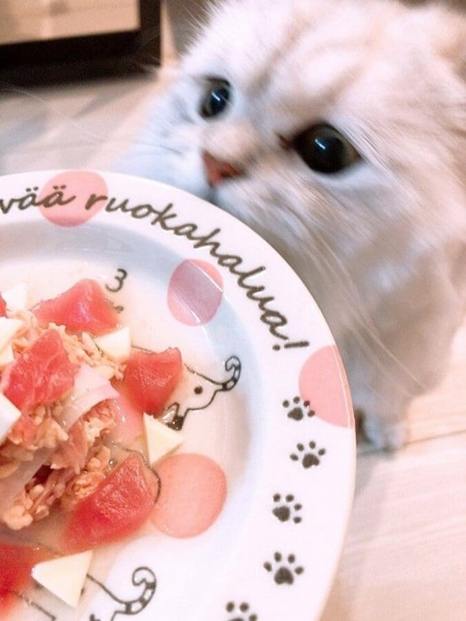 後藤真希、愛猫の誕生日に用意した食事を公開「ごちそうを用意してみたよ」 1枚目
