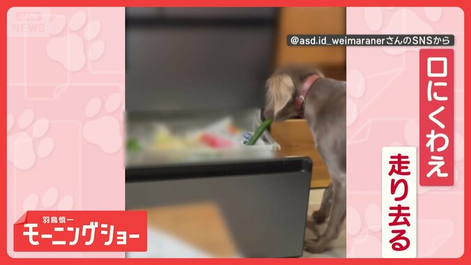 怪盗ワンコ　犯行は一瞬！　冷蔵庫を開けキュウリをパクリ　泥棒してるの？ 1枚目