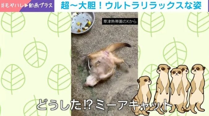 ミーアキャット