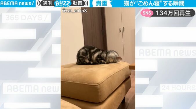 はじめて見た！眠気でウトウト… 猫が「ごめんね」するように眠ってしまった瞬間が可愛すぎると話題に 1枚目